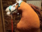 Hobby Horse - nuotraukos Nr. 3