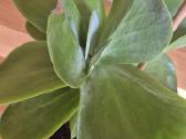 Kambarine gele "Echeveria". - nuotraukos Nr. 3