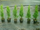 Thuja Smaragd - p9 vazonas - 0,80 € - iki 60 cm - nuotraukos Nr. 2