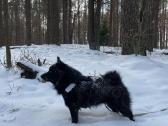 Poruojamas/kergimui Šiperkės (Schipperke) patinas - nuotraukos Nr. 10