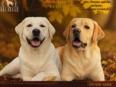 Labradorų veislynas "Burbonas"! - nuotraukos Nr. 8