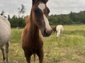 Širmaslietuvos jojamasis ponis - nuotraukos Nr. 2
