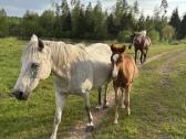 Širmaslietuvos jojamasis ponis - nuotraukos Nr. 5