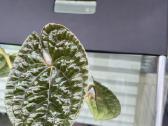 Parduodu kambarines geles - nuotraukos Nr. 16