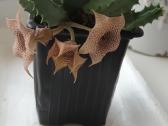Huernia thuretii, foto parduodamo augalo - nuotraukos Nr. 4