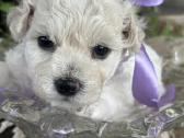 Kilmingi garbanotieji bišonai/ bichon frise - nuotraukos Nr. 4