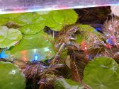 Akvariumo augalai pigiai, Easy-life Profito trąšos - nuotraukos Nr. 14