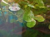 Akvariumo augalai pigiai, Easy-life Profito trąšos - nuotraukos Nr. 13