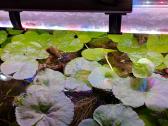Akvariumo augalai pigiai, Easy-life Profito trąšos - nuotraukos Nr. 15