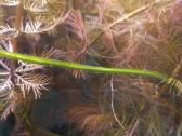 Akvariumo augalai pigiai, Easy-life Profito trąšos - nuotraukos Nr. 24