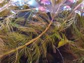 Akvariumo augalai pigiai, Easy-life Profito trąšos - nuotraukos Nr. 26