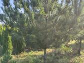 Parduodu kinines pušis ( Pinus Armando). - nuotraukos Nr. 2