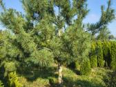 Parduodu kinines pušis ( Pinus Armando). - nuotraukos Nr. 3