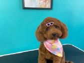 Red Toy poodle Princess. - nuotraukos Nr. 3