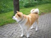 Akita Inu - nuotraukos Nr. 5