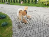 Akita Inu - nuotraukos Nr. 6