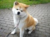 Akita Inu - nuotraukos Nr. 4