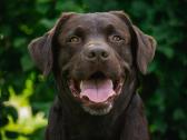 Labradoro retriveris reproduktorius