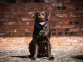Labradoro retriveris reproduktorius kergimui - nuotraukos Nr. 2