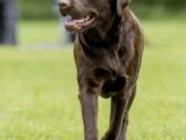 Labradoro retriveris reproduktorius kergimui - nuotraukos Nr. 3