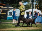 Labradoro retriveris reproduktorius kergimui - nuotraukos Nr. 5