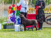 Labradoro retriveris reproduktorius kergimui - nuotraukos Nr. 6