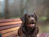 Labradoro retriveris reproduktorius kergimui - nuotraukos Nr. 7