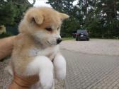 Akita Inu - nuotraukos Nr. 2