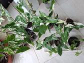 Syngonium Amerald Gem kolekcinis augalas.arba Alba - nuotraukos Nr. 4