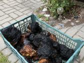 Juodasis beržo grybas čaga (chaga,čiaga) - nuotraukos Nr. 6