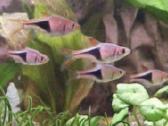 Įv. akvariuminės žuvelės Šiauliuose - nuotraukos Nr. 21