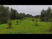 Riešutmedžiai - nuotraukos Nr. 5