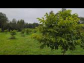 Riešutmedžiai - nuotraukos Nr. 6
