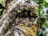 Įvairūs objektyvai fotoaparatams - nuotraukos Nr. 26
