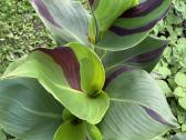 Tropicana canna