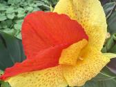 Tropicana canna - nuotraukos Nr. 2