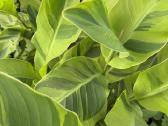 Wolfsong canna
