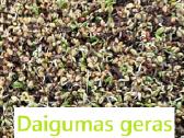 Raudonųjų dobilų sėkla arimaičiai - nuotraukos Nr. 2