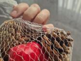 Rudeninės dekoracijis kankorėžiai ir pipirai - nuotraukos Nr. 4