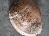 Didelė jūros kriauklė ~27 cm - nuotraukos Nr. 2