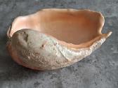 Didelė jūros kriauklė ~27 cm - nuotraukos Nr. 4