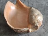 Didelė jūros kriauklė ~27 cm