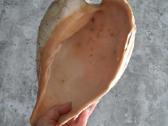 Didelė jūros kriauklė ~27 cm - nuotraukos Nr. 6