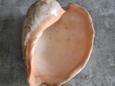 Didelė jūros kriauklė ~27 cm - nuotraukos Nr. 7