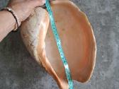 Didelė jūros kriauklė ~27 cm - nuotraukos Nr. 8