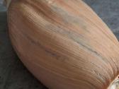 Didelė jūros kriauklė - 31 cm. - nuotraukos Nr. 4
