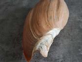 Didelė jūros kriauklė - 31 cm. - nuotraukos Nr. 6