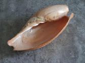 Didelė jūros kriauklė - 31 cm. - nuotraukos Nr. 7