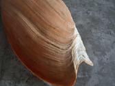 Didelė jūros kriauklė - 31 cm. - nuotraukos Nr. 8