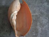 Didelė jūros kriauklė - 31 cm. - nuotraukos Nr. 2